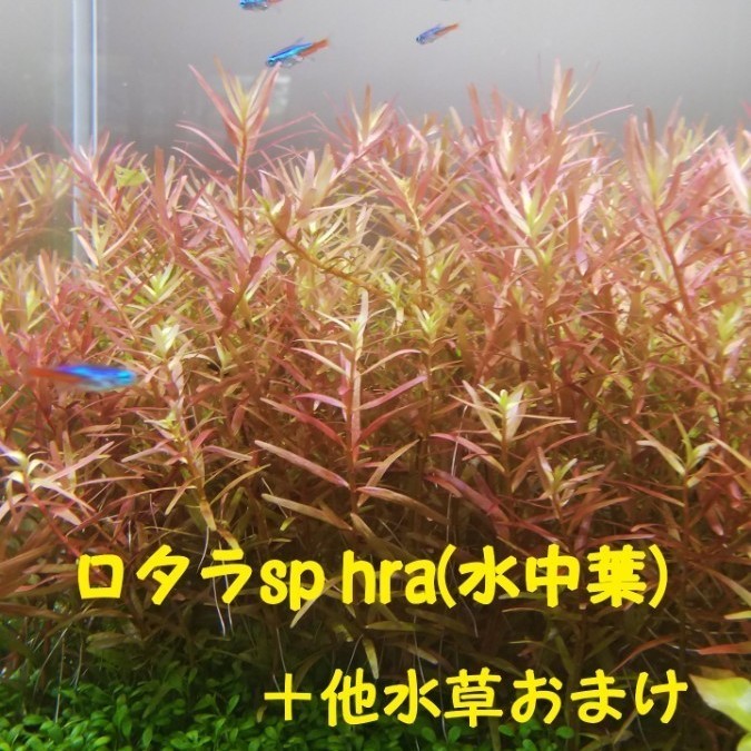 Paypayフリマ ロタラsp Hra 水中葉 本 おまけ水草有り Paypayフリマ ロタラsp Hra 水中葉 本 おまけ水草有り