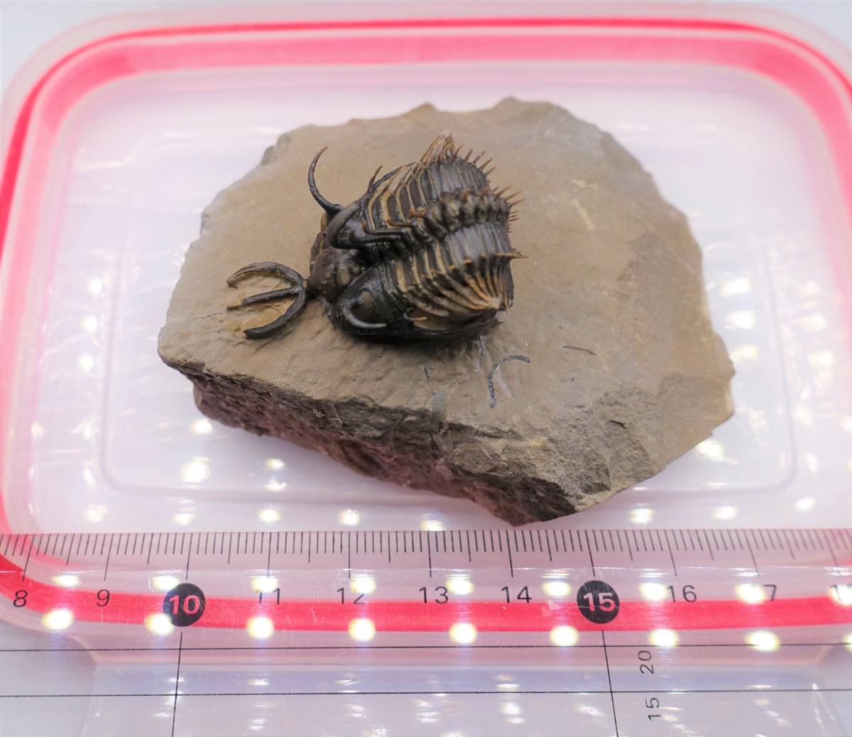 0008 化石 三葉虫 Walliserops hammi 希少|Yahoo!フリマ(旧 0008 化石 三葉虫 Walliserops hammi 希少|Yahoo!フリマ(旧