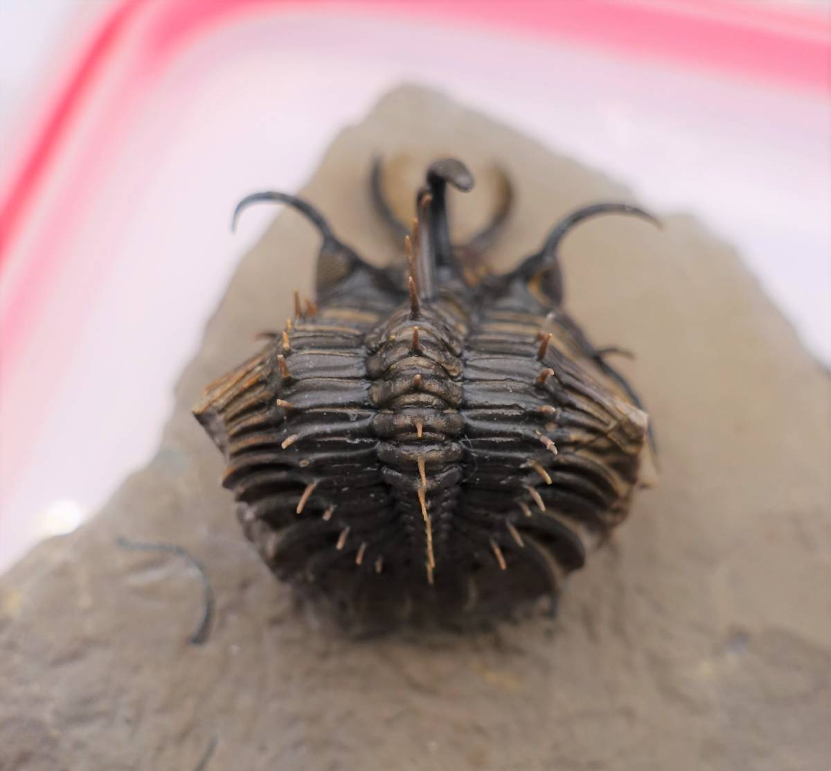 0008 化石 三葉虫 Walliserops hammi 希少|Yahoo!フリマ(旧 0008 化石 三葉虫 Walliserops hammi 希少|Yahoo!フリマ(旧