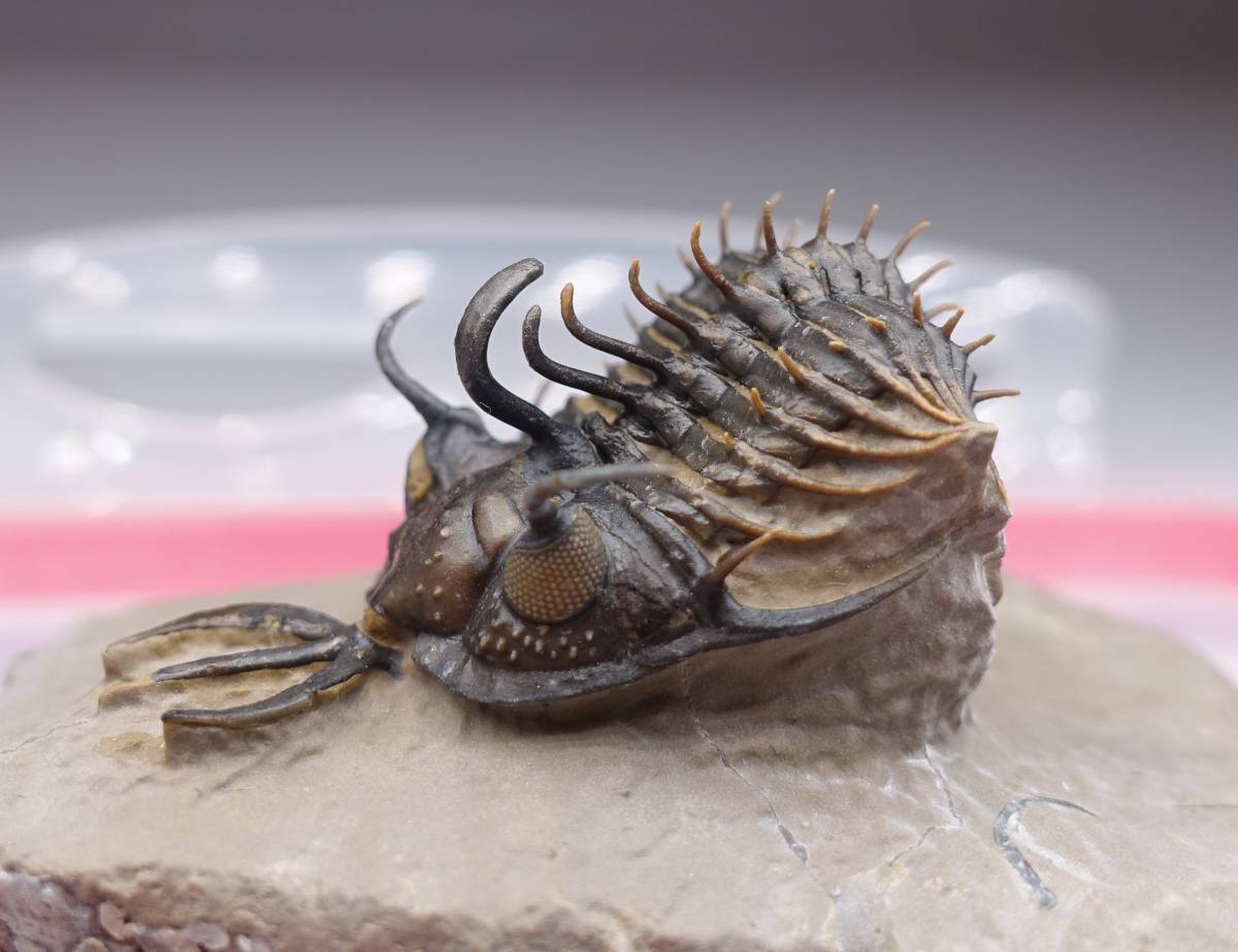 0008 化石 三葉虫 Walliserops hammi 希少|Yahoo!フリマ(旧 0008 化石 三葉虫 Walliserops hammi 希少|Yahoo!フリマ(旧