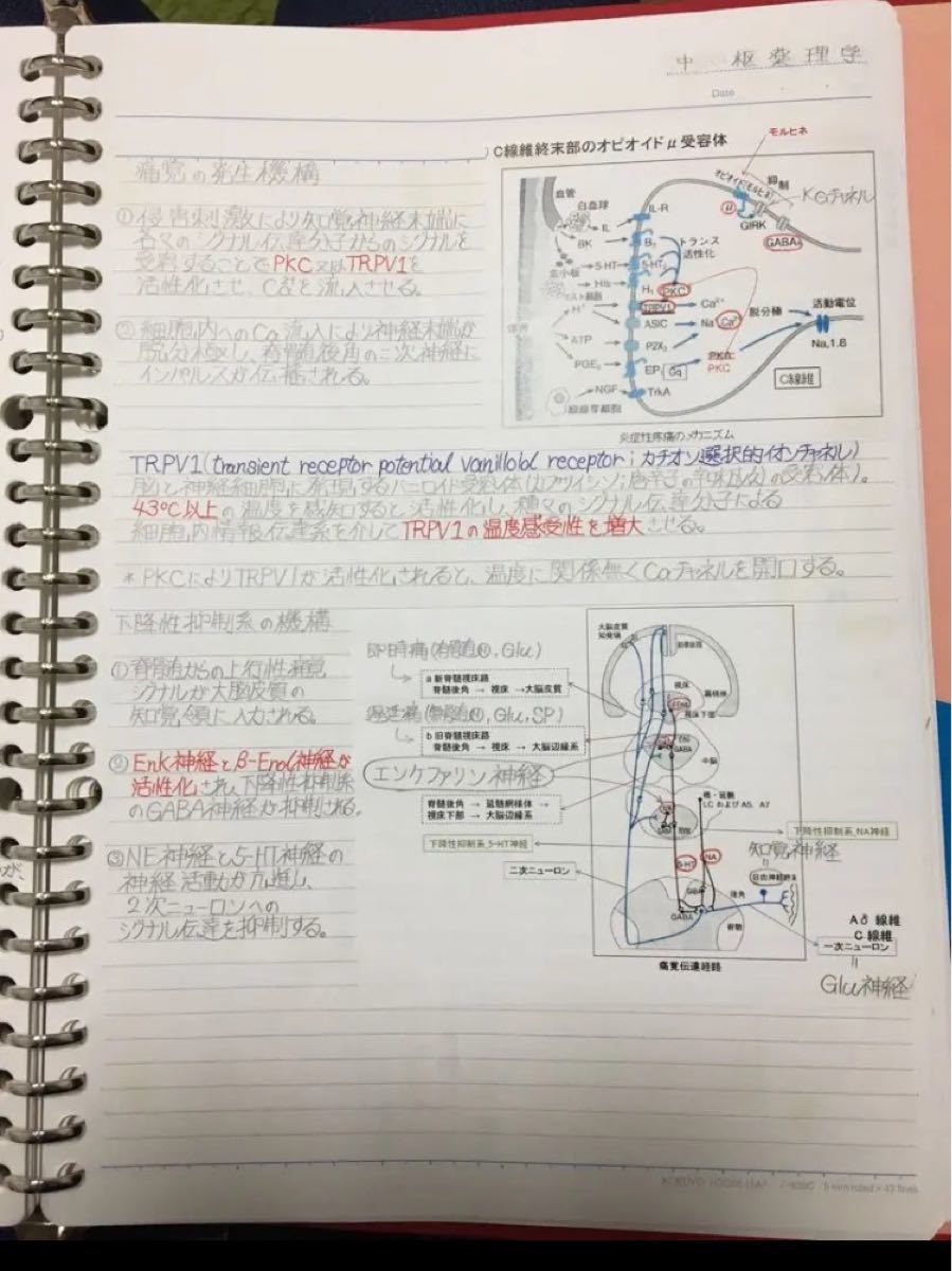 臨床心理士、公認心理師国家試験、定期試験対策シリーズ【中枢神経疾患】まとめノート