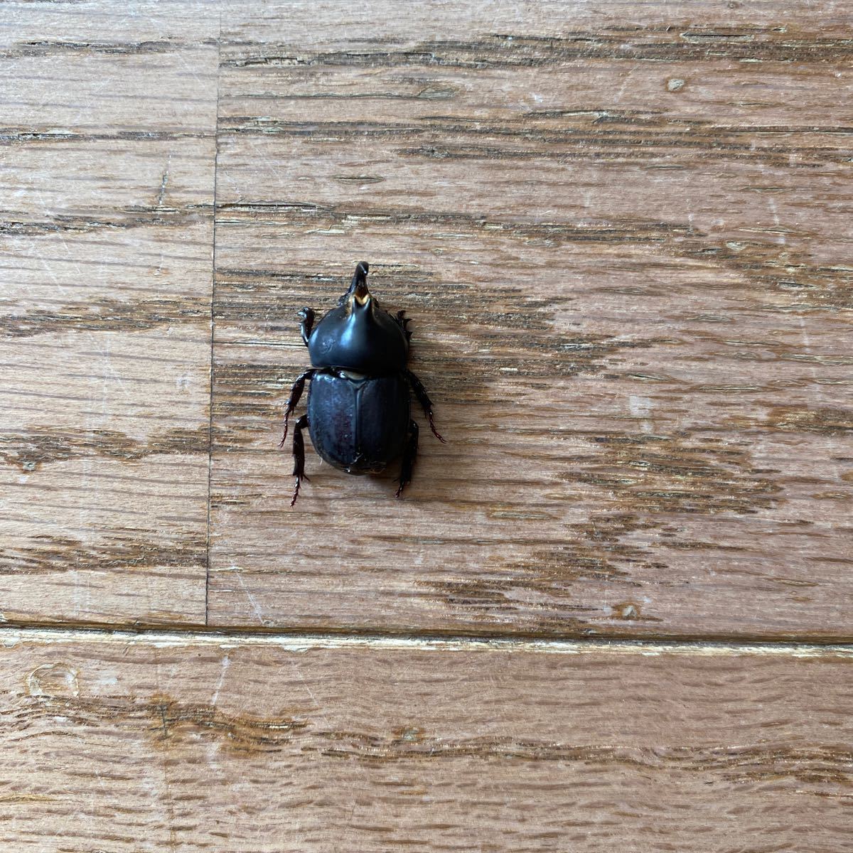 Paypayフリマ 貴重 世界一小さい アブデルスツノカブトムシ 標本 おまけ フィリピンネブト ニジイロクワガタ クワガタセット Paypayフリマ 貴重 世界一小さい アブデルスツノカブトムシ 標本 おまけ フィリピンネブト ニジイロクワガタ クワガタセット
