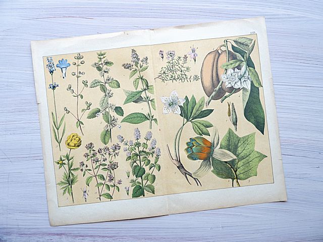 ドイツ/アンティークボタニカルアート①/植物画/植物図版/大判