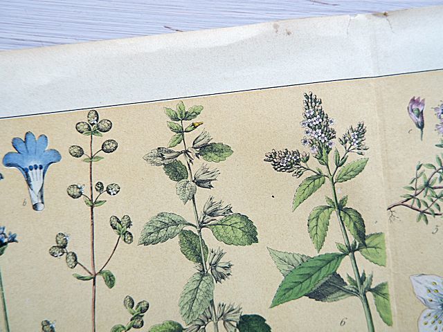 ドイツ/アンティークボタニカルアート①/植物画/植物図版/大判