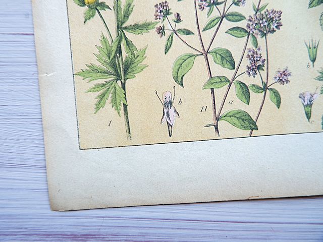 ドイツ/アンティークボタニカルアート①/植物画/植物図版/大判