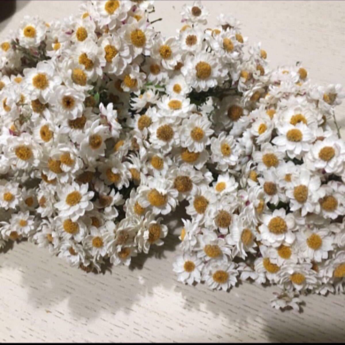 Paypayフリマ ドライフラワー 花かんざし 大サイズ 50個大サイズ Paypayフリマ ドライフラワー 花かんざし 大サイズ 50個大サイズ