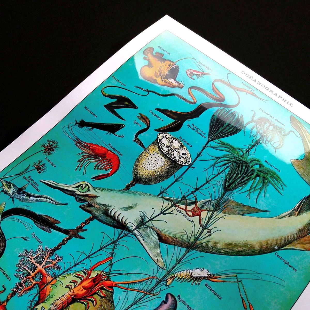  глубокий море рыба живое существо иллюстрированная книга chart Vintage иллюстрации глянец постер A3 балка Cafe living интерьер Classic сова nagi Glo tesk