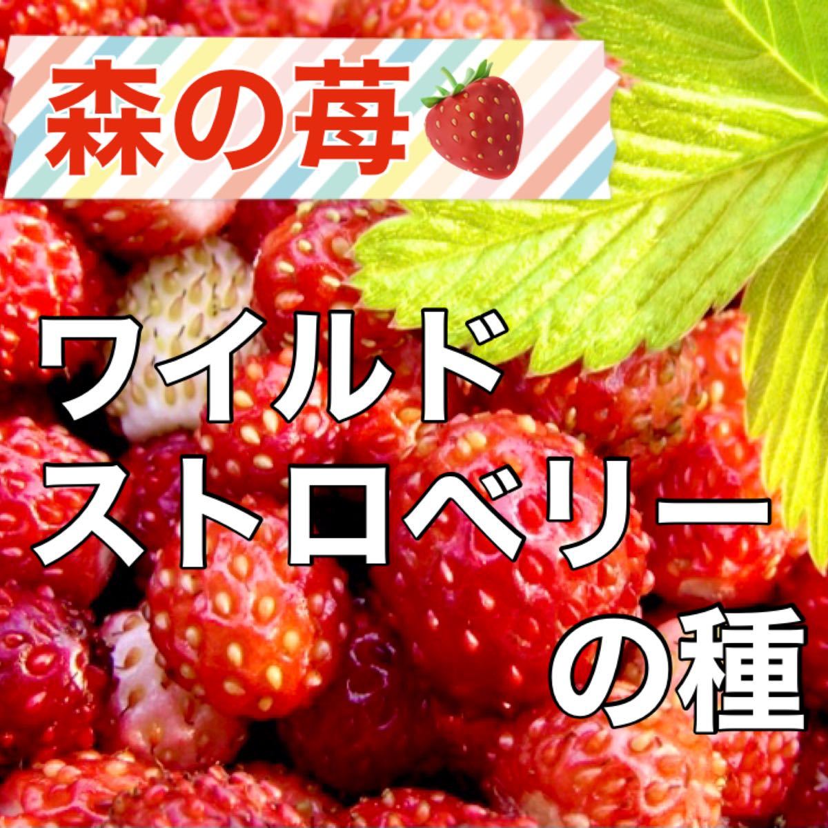 Paypayフリマ 希少品種 ワイルドストロベリーの種 粒 イチゴ いちご 苺 野菜 果実 Paypayフリマ 希少品種 ワイルドストロベリーの種 粒 イチゴ いちご 苺 野菜 果実