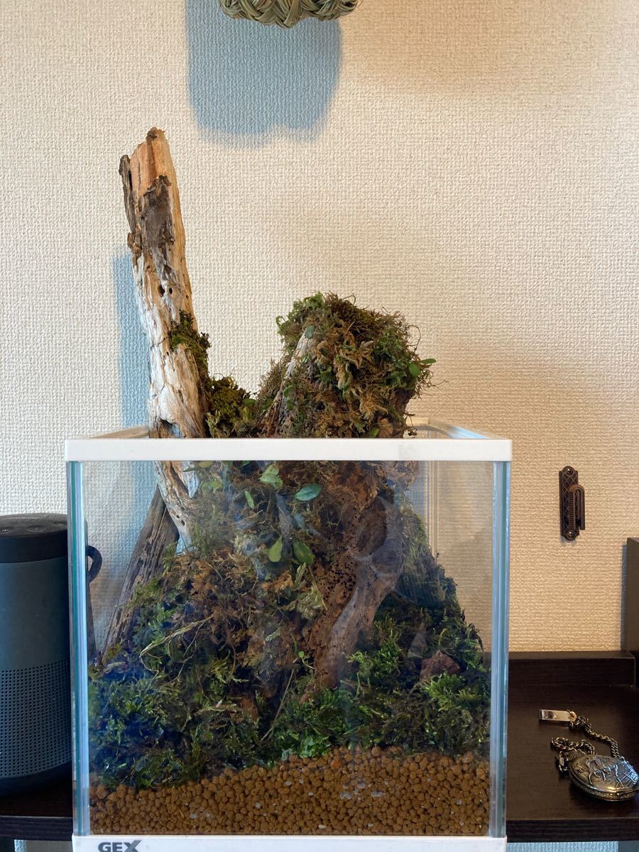 Paypayフリマ 苔流木リウム Paypayフリマ 苔流木リウム