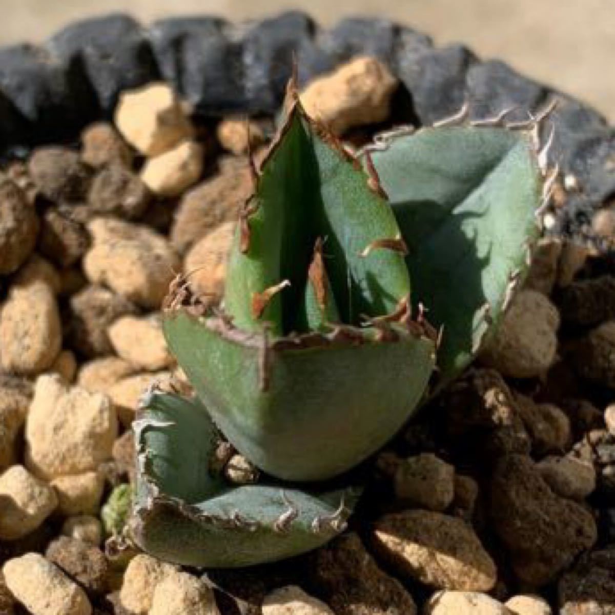Agave Titanota アガベ チタノタ ふっくら葉陽炎棘 有望株|PayPayフリマ アガベチタノタブラックファイヤー黒火焔☆優良子株発根管理中④検索白鯨強棘爪