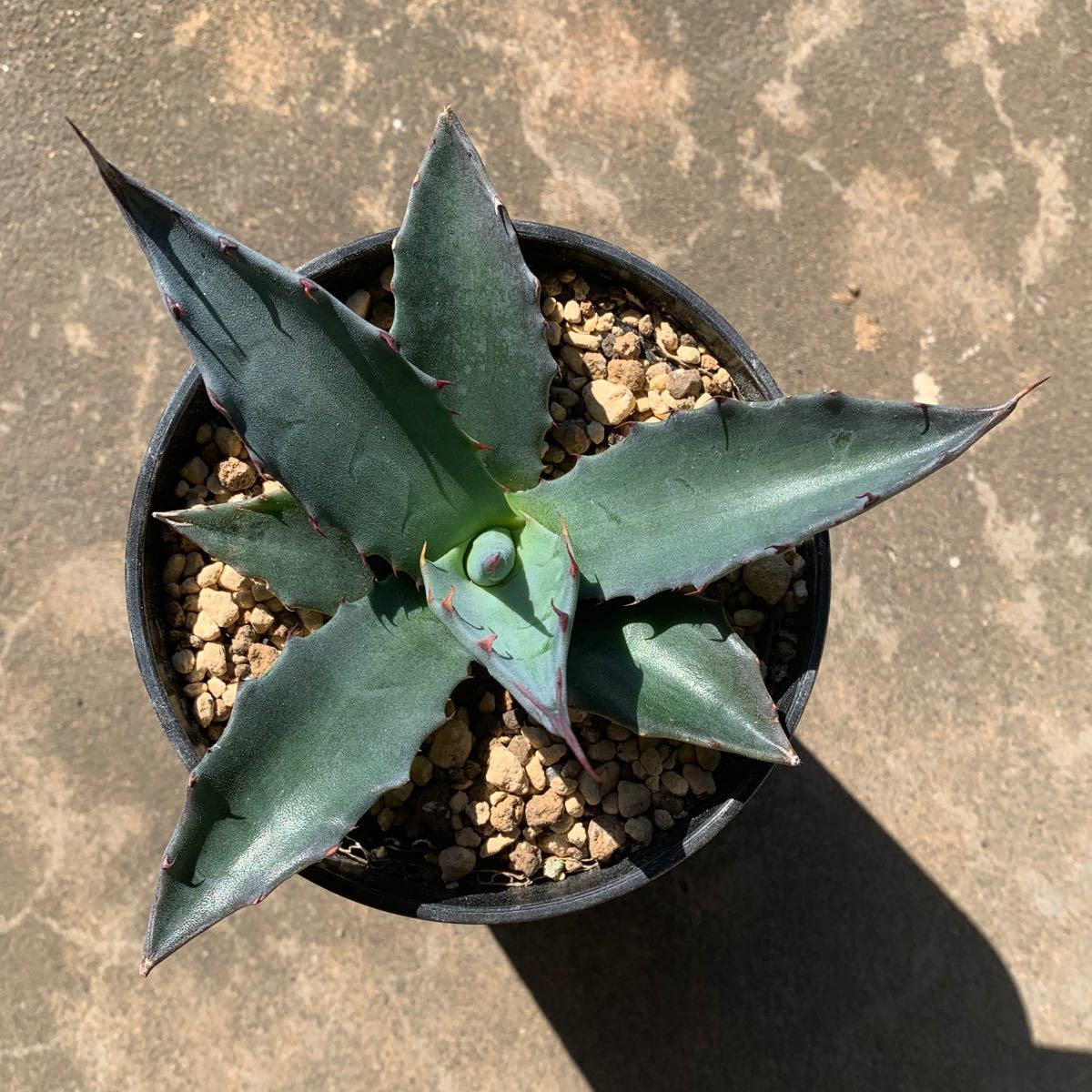 Paypayフリマ Agave Salmiana Ssp Crassispina アガベ サルミアーナ クラッシスピナ 送料込み 鉢ごと発送 Paypayフリマ Agave Salmiana Ssp Crassispina アガベ サルミアーナ クラッシスピナ 送料込み 鉢ごと発送