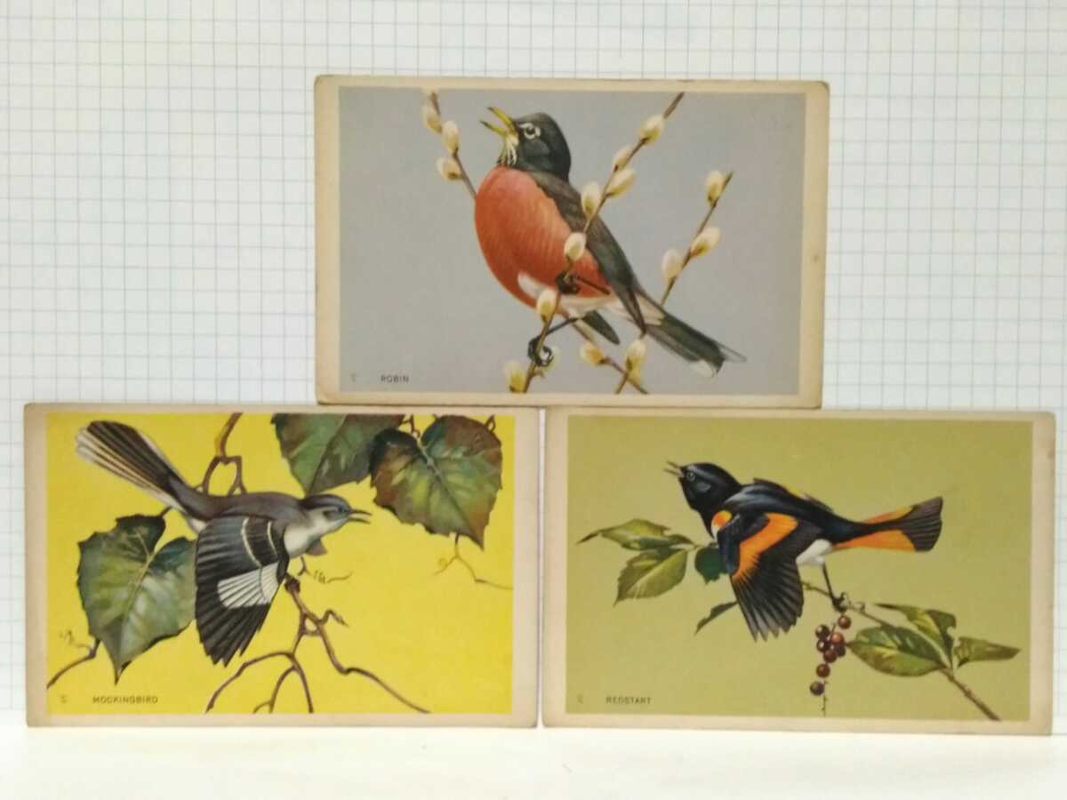 □National Wildlife Federation Postcard Series ジョウビタキ コマドリ モッキングバード 1950年 再版 博物画 ビンテージ ポストカード_画像1