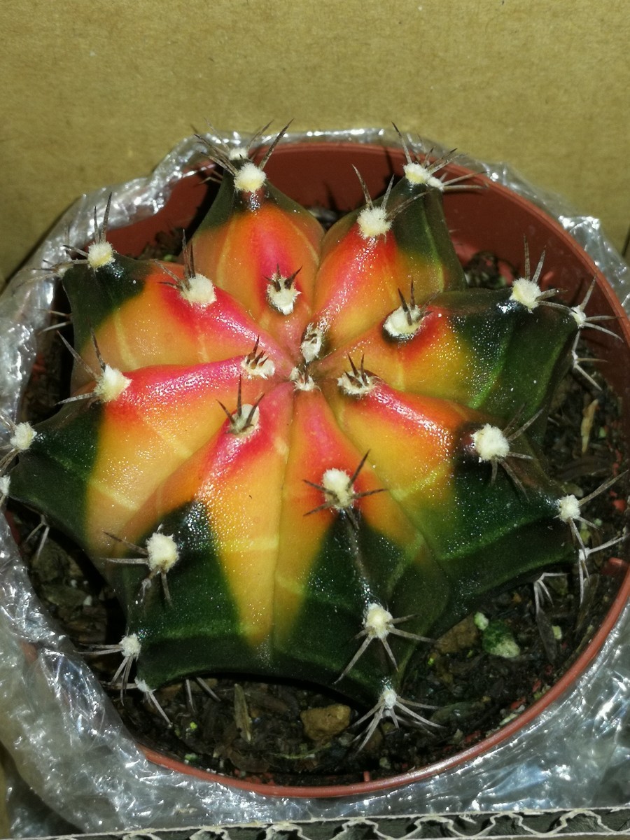 牡丹玉 サボテン 緋牡丹錦 華やかな色付き 錦 希少種 超おすすめ 牡丹玉 サボテン 緋牡丹錦 華やかな色付き 錦 希少種 超おすすめ