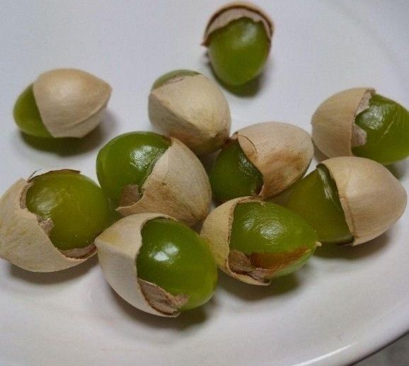 銀杏 ぎんなん 無農薬・無漂白 ｋ【岡山県産】 （銀杏だけで1.2kg）多目にお入れ致します！！