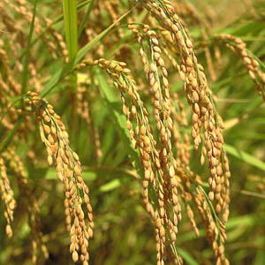 Новый рис Указ 5 -Year -Sold Rice Koshi Hikari White Rice 10 км легкая цена 4000 иен для семей с большим количеством потребляемого риса