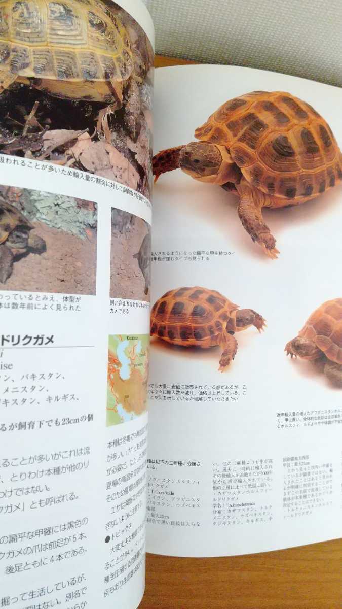 likgame reptiles amphibia visual guide TORTOISE. writing . new light company pet breeding book