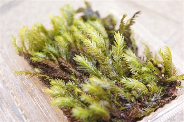 京都産 ホウオウゴケ 鳳凰苔 苔栽培 苔玉 コケリウム テラリウム アクアリウム 苔盆栽 管ub11