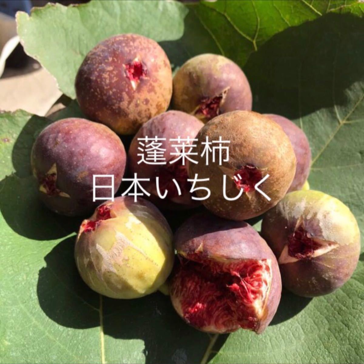 イチジク  挿し木用穂木 2本 蓬莱柿 日本種 白いちじく 無花果 thrm5 無農薬