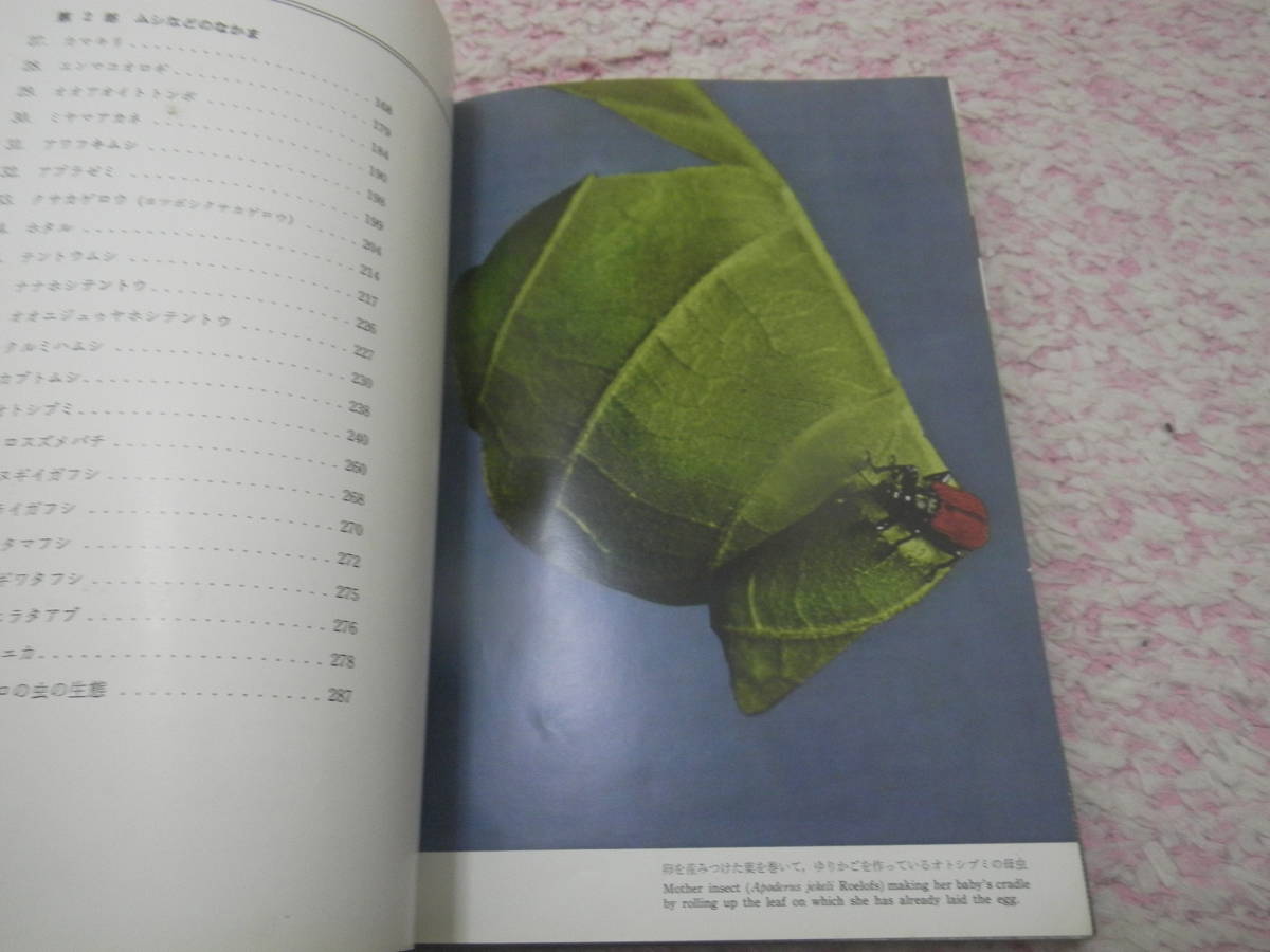 昆虫の生態写真集 飼育と観察の記録　千国安之輔_画像2