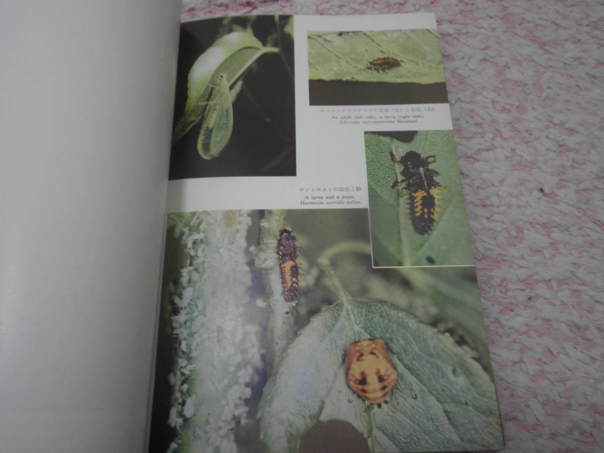 昆虫の生態写真集 飼育と観察の記録　千国安之輔_画像3