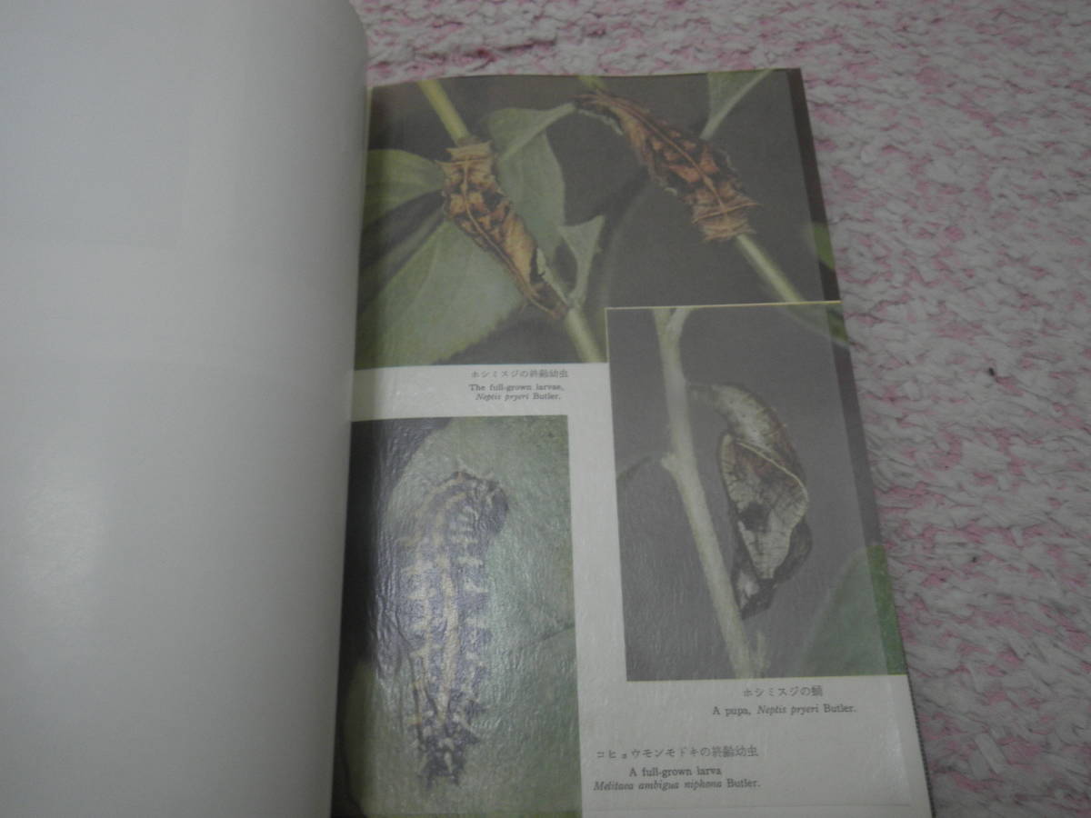 昆虫の生態写真集 飼育と観察の記録　千国安之輔_画像5