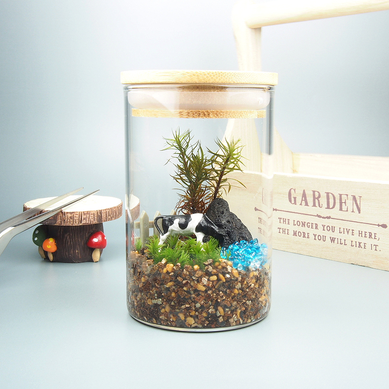 Paypayフリマ 苔テラリウム 手作りキット一式 キャニスター Paypayフリマ 苔テラリウム 手作りキット一式 キャニスター