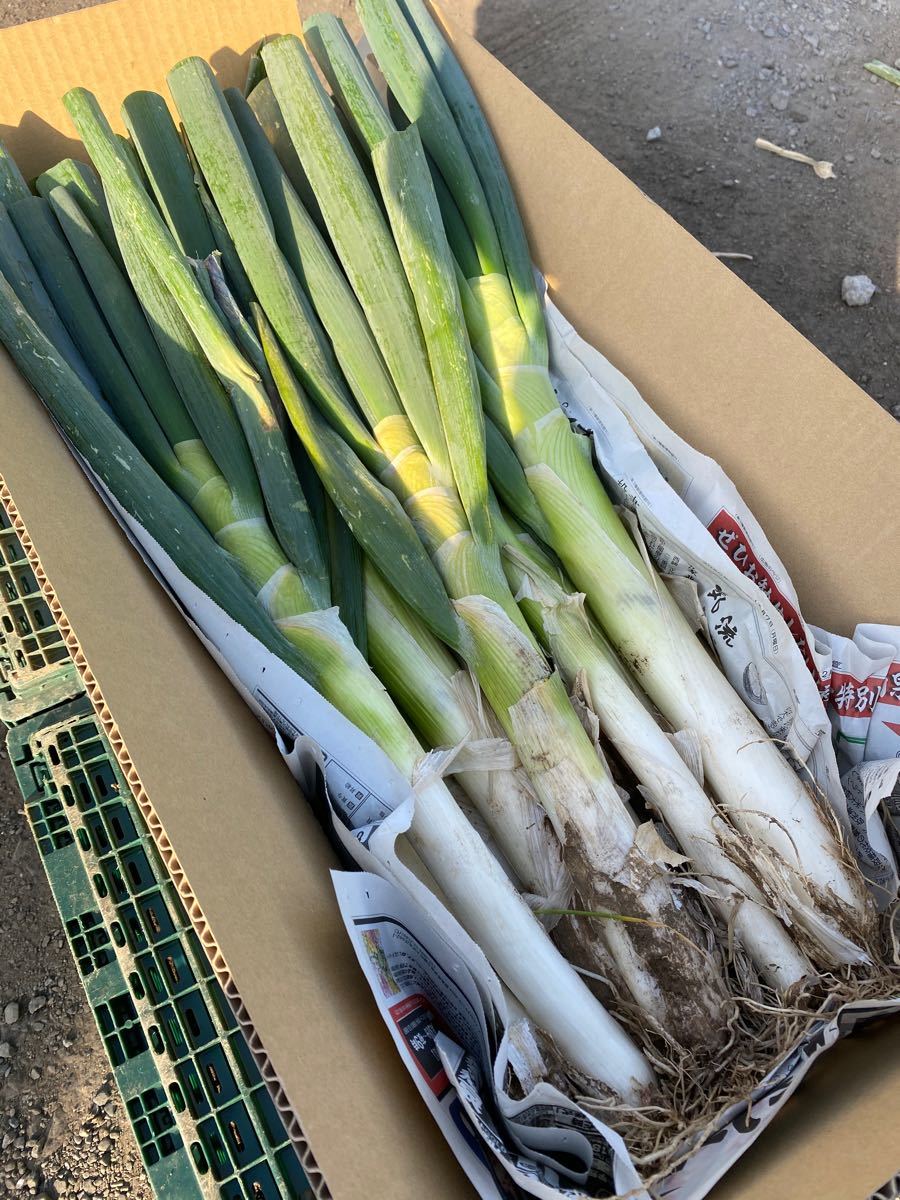 Paypayフリマ 深谷 ねぎ たっぷり ネギ 5 kg M Ll 野菜 深谷ネギ 泥つき Paypayフリマ 深谷 ねぎ たっぷり ネギ 5 kg M Ll 野菜 深谷ネギ 泥つき