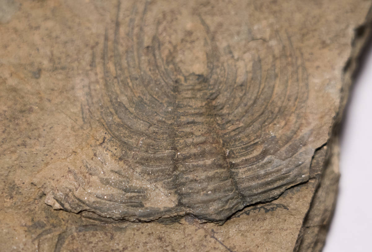 [nebada* Mitsuha insect ] rare kind nevatia* we comb Nevadia weeksi[ part fossil ]