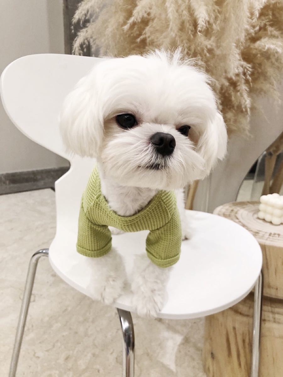 Paypayフリマ 犬服 ドッグウェア ペット服 可愛い 犬用品 ペット用品 可愛い トップス Paypayフリマ 犬服 ドッグウェア ペット服 可愛い 犬用品 ペット用品 可愛い トップス