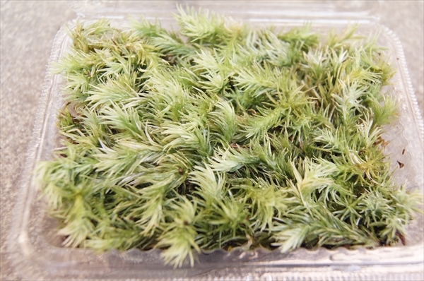 # Kyoto production oo silagagoke/ moss cultivation kokedama kokelium terrarium aquarium moss bonsai tube UB04