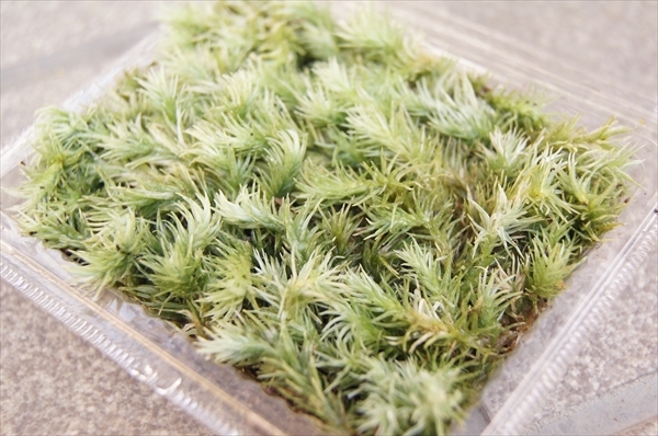 # Kyoto production oo silagagoke/ moss cultivation kokedama kokelium terrarium aquarium moss bonsai tube UB04