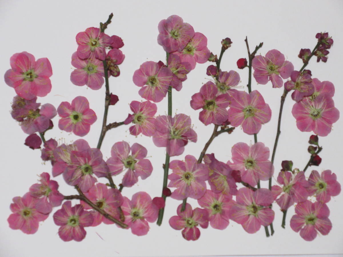 ヤフオク 押し花素材 3790 梅の花 ヤフオク 押し花素材 3790 梅の花