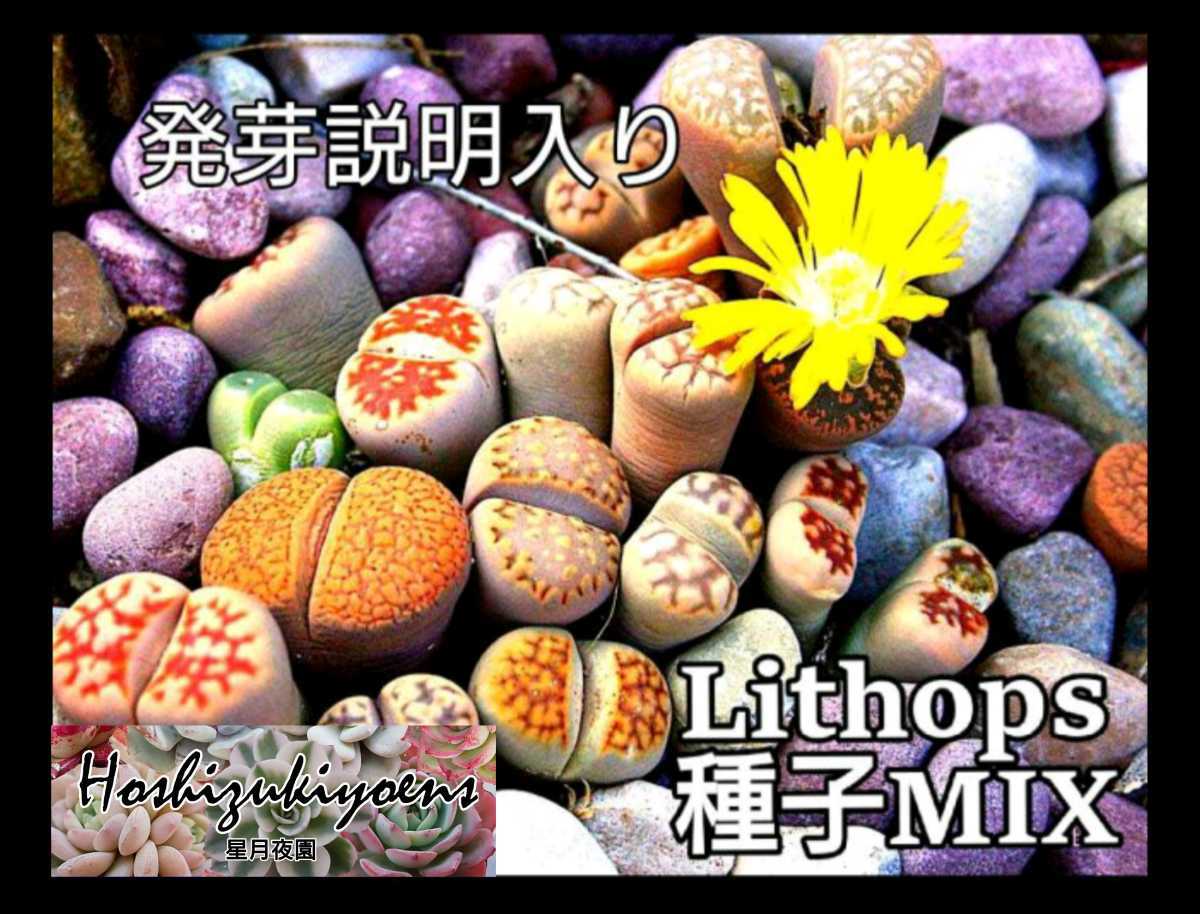 リトープス ミックス 種子 300粒 多肉植物 _画像1