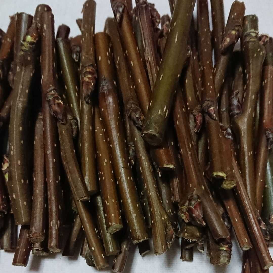 Paypayフリマ うさぎ 小動物用 無農薬 梨の木 70本 Paypayフリマ うさぎ 小動物用 無農薬 梨の木 70本