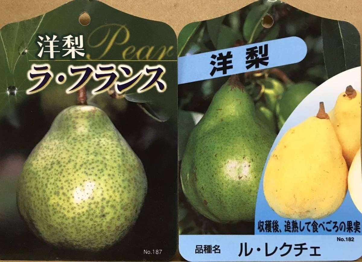 ヤフオク 洋梨 ラ フランス ル レクチェ 接木苗木1本づつ ヤフオク 洋梨 ラ フランス ル レクチェ 接木苗木1本づつ