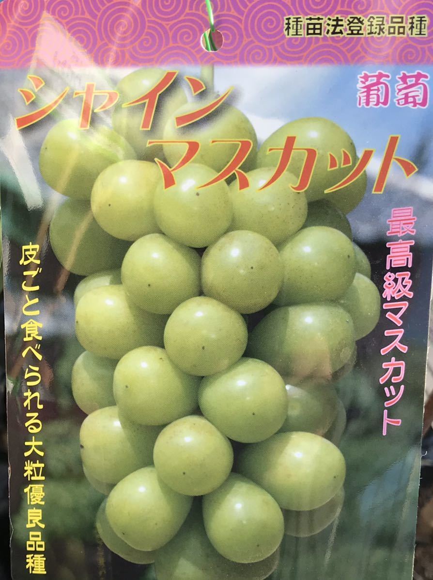お得送料無料 ヤフオク! - ピオーネ シャインマスカット PVP ぶどう