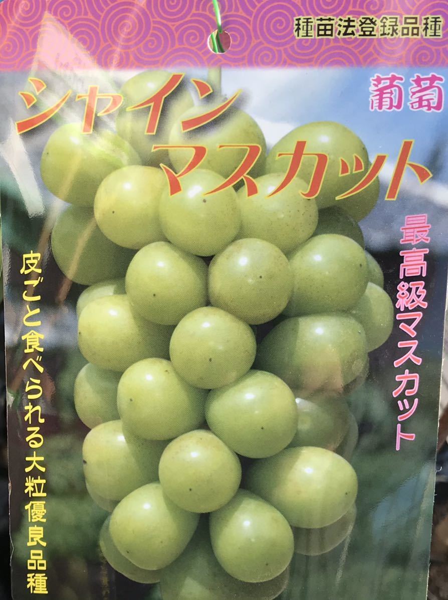 2940円 ふるさと割 皮ごと食べられる大粒最高級マスカット シャインマスカット Pvp苗木