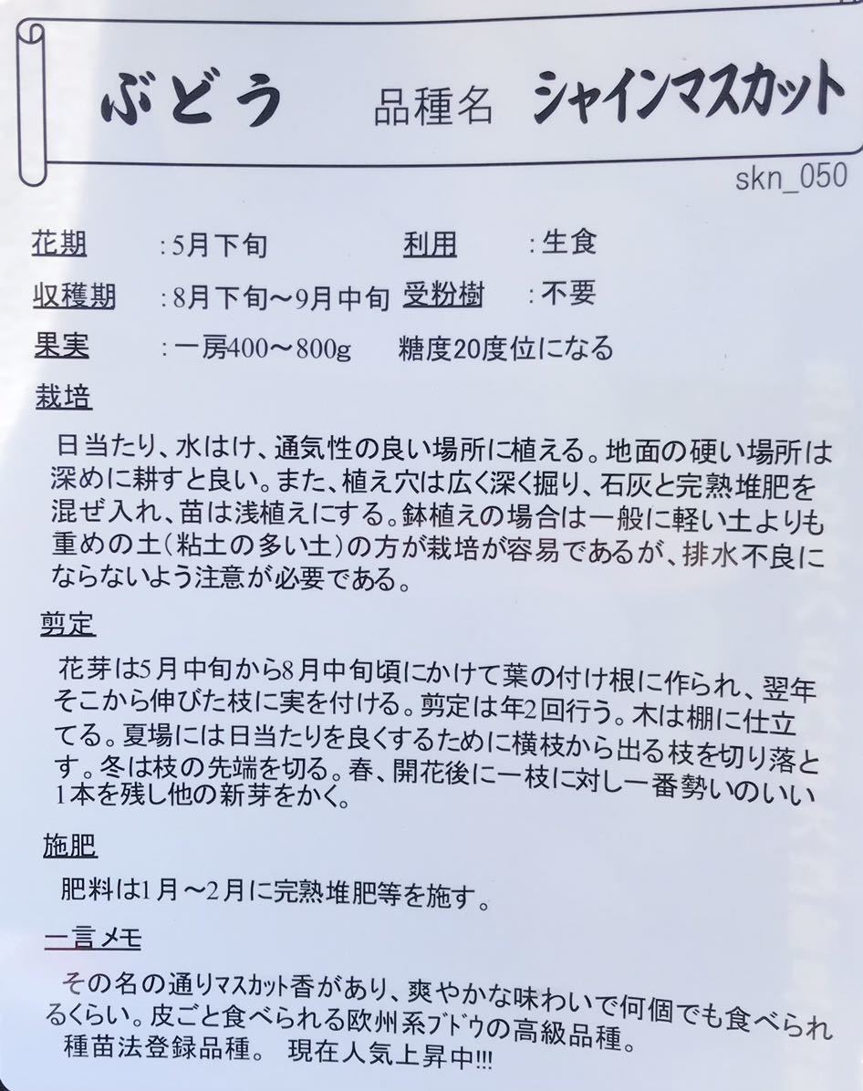 【セール 国華園 果樹苗 ブドウ シャインマスカットPVP 接木苗 1株 22年秋商品