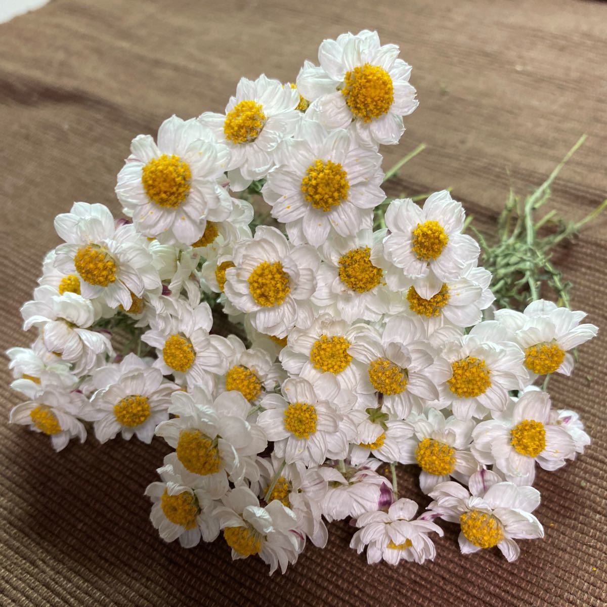 Paypayフリマ ドライフラワー 茎付き花かんざし 50本 Paypayフリマ ドライフラワー 茎付き花かんざし 50本