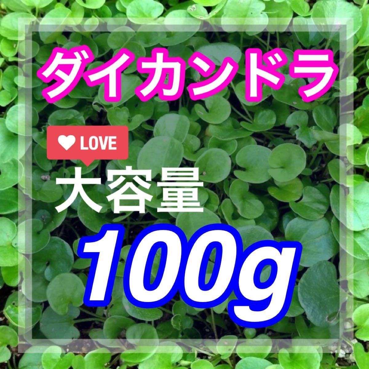 【最安値】ダイカンドラ100g種子<7平米！> 芝生、グランドカバー♪♪