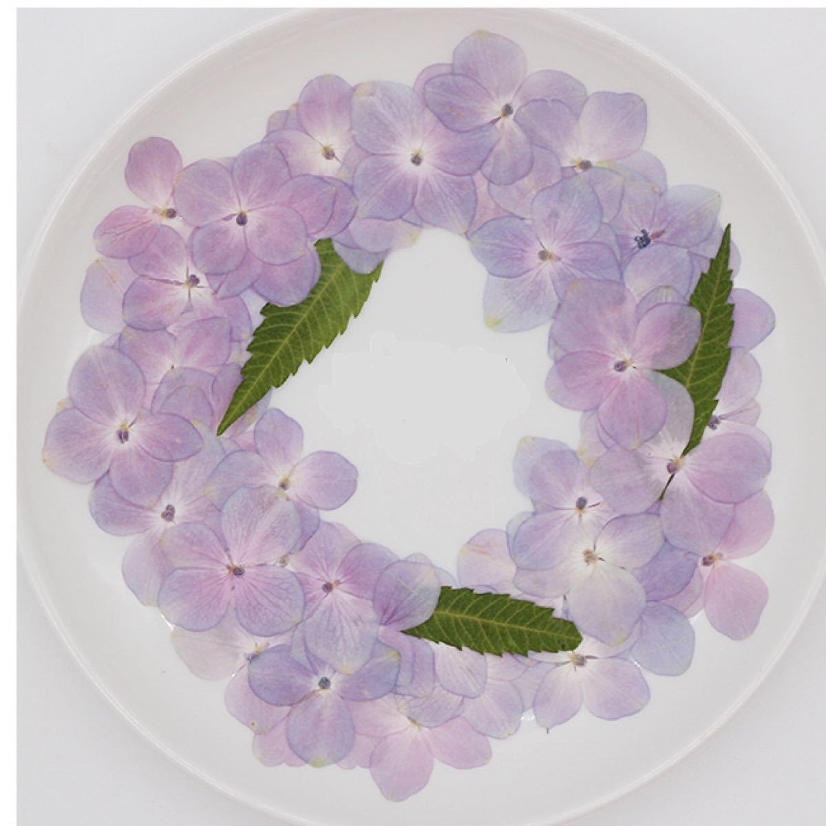 Paypayフリマ あじさい 押し花 60片 Paypayフリマ あじさい 押し花 60片