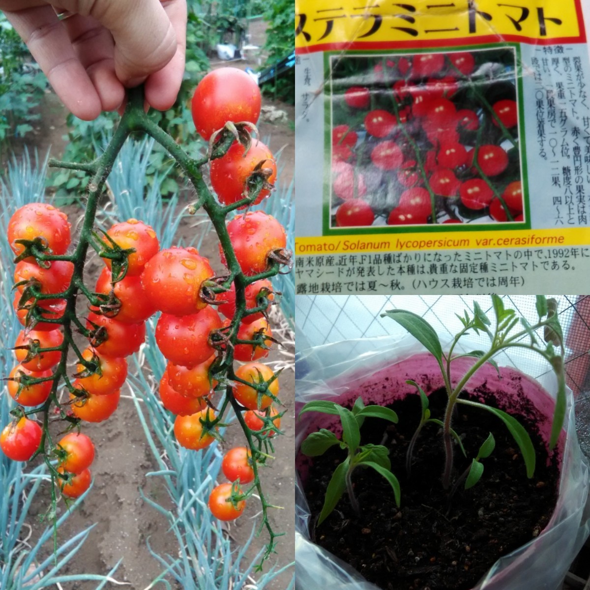 Paypayフリマ ベランダ菜園に最適 カラフルなミニトマトの種 赤白黄色 10粒ずつ Paypayフリマ ベランダ菜園に最適 カラフルなミニトマトの種 赤白黄色 10粒ずつ