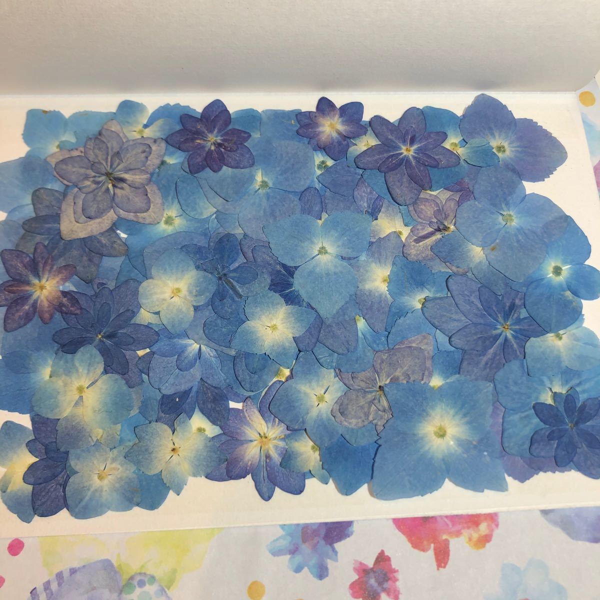 Paypayフリマ New 選別前だからお安く 紫陽花の押し花セット Paypayフリマ New 選別前だからお安く 紫陽花の押し花セット