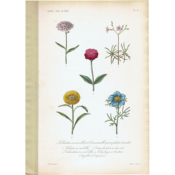 フランス アンティークボタニカルプリント お花 PL.6 1860's 0183