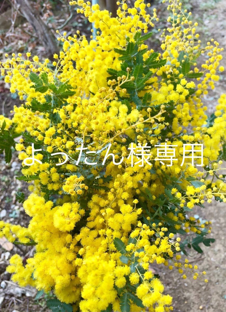 Paypayフリマ 80サイズ 8部咲きミモザ フレッシュ 生花 ドライフラワー