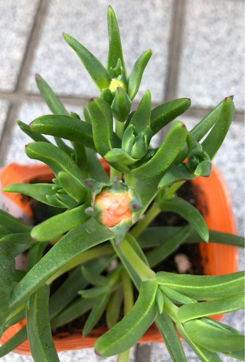 Paypayフリマ 松葉菊苗 根付き マツバギク苗 3色セット Paypayフリマ 松葉菊苗 根付き マツバギク苗 3色セット