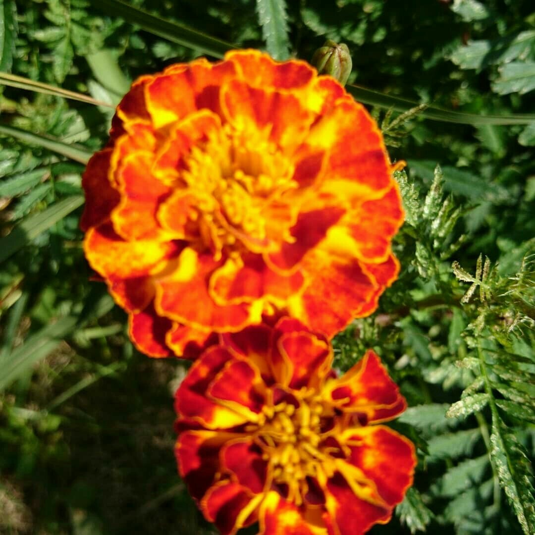 Paypayフリマ マリーゴールド 種 花の種 イギリスの花 Paypayフリマ マリーゴールド 種 花の種 イギリスの花