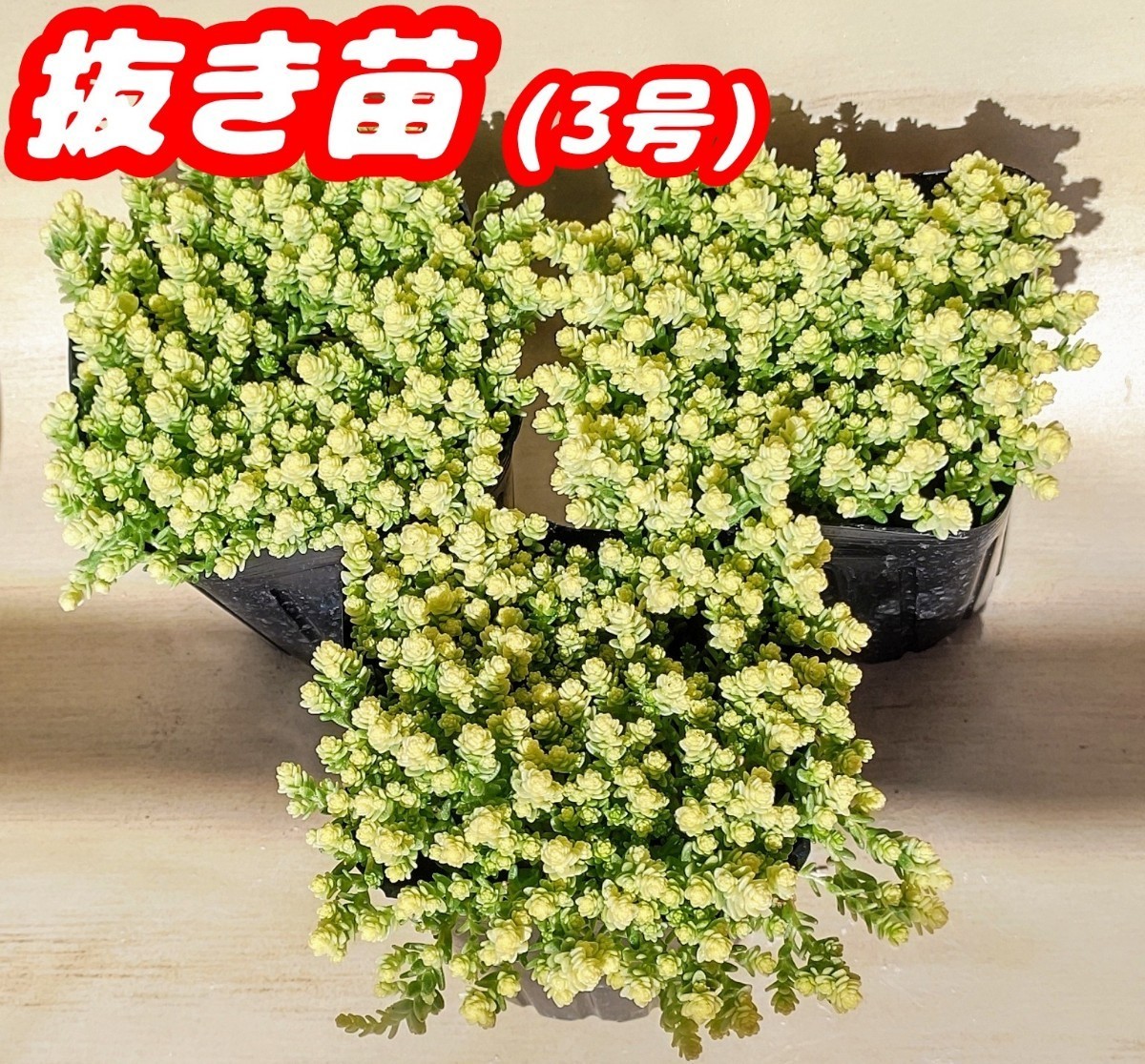 抜き苗】アクレアウレウム(3号)・ピーチガール 多肉植物 セダム 抜き苗】アクレアウレウム(3号)・ピーチガール 多肉植物 セダム