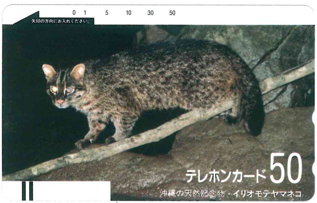 ヤフオク 沖縄の天然記念物 イリオモテヤマネコテレカ 未 ヤフオク 沖縄の天然記念物 イリオモテヤマネコテレカ 未