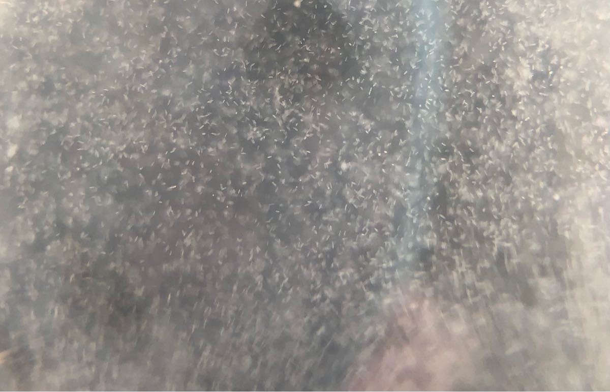 Paypayフリマ ゾウリムシ160ml エビオス錠10こつき メダカの餌 高濃度 カルキ抜き付き Paypayフリマ ゾウリムシ160ml エビオス錠10こつき メダカの餌 高濃度 カルキ抜き付き